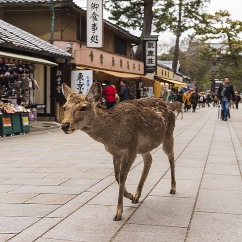 Nara 1